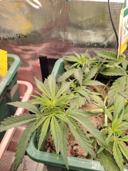 White Truffle Indoor 2025. Week 4 - Tag 34