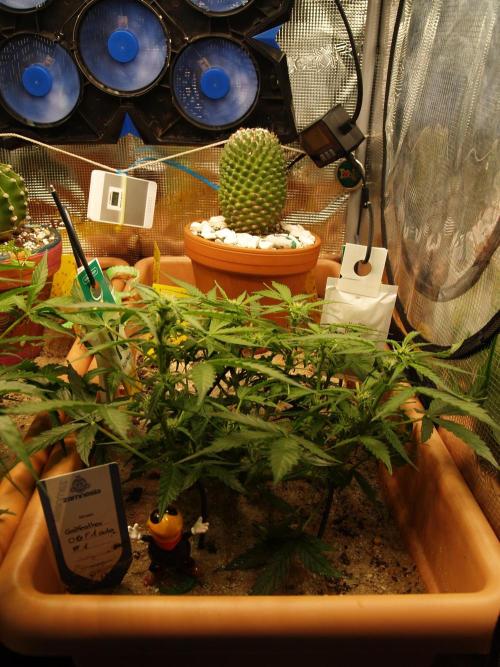 Godfeather OG F1 #1. Week 5 - Tag 40