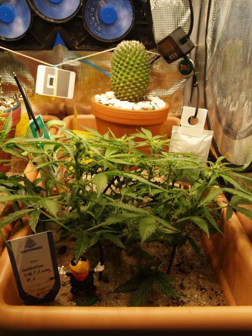 Godfeather OG F1 #1. Week 5 - Tag 40