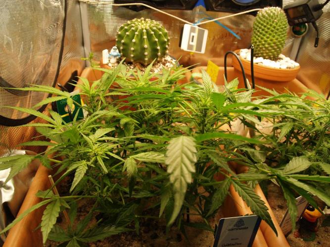 Godfeather OG F1 #3. Week 5 - Tag 41