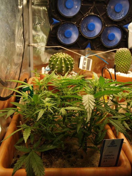 Godfeather OG F1 #3. Week 5 - Tag 41