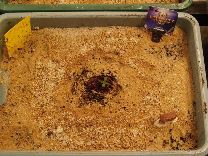 Eternity Cup 2026 Sticky Broccoli Auto. Week 0 - Tag 4 B1