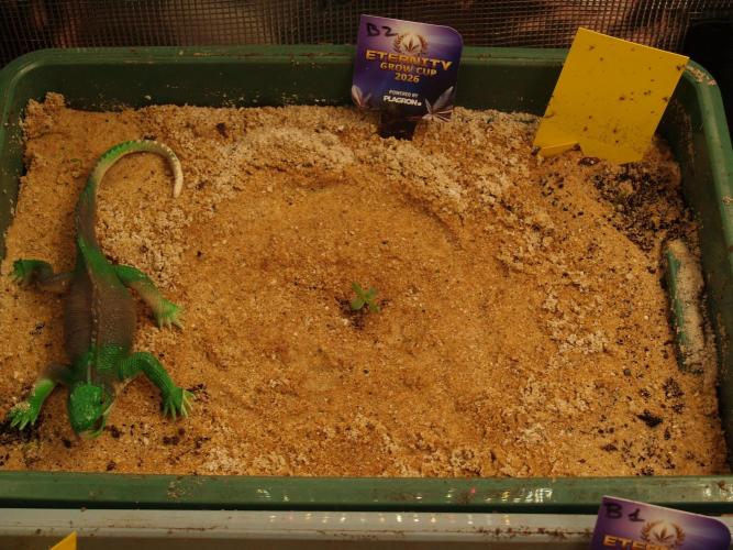 Eternity Cup 2026 Sticky Broccoli Auto. Week 0 - Tag 4 B2