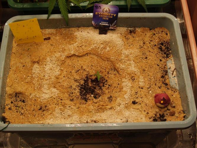 Eternity Cup 2026 Sticky Broccoli Auto. Week 0 - Tag 4 B3