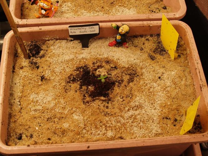 Strawberry Cola Auto Winter Grow 2026. Week 0 - Tag 4