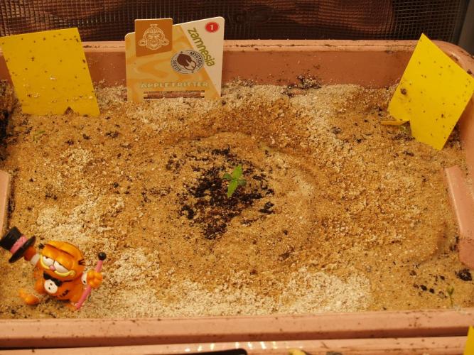 Apple Fritter Auto Winter Grow 2026. Week 0 - Tag 4