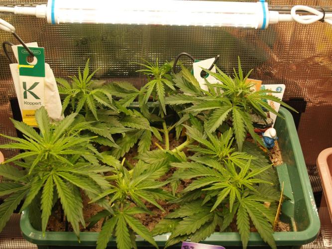 White Truffle Indoor 2025. Week 5 - Tag 36