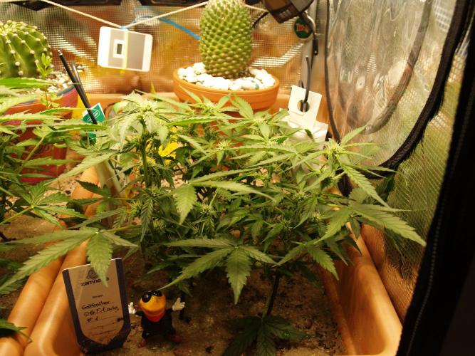 Godfeather OG F1 #1. Week 5 - Tag 42