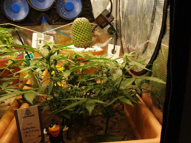 Godfeather OG F1 #1. Week 5 - Tag 42