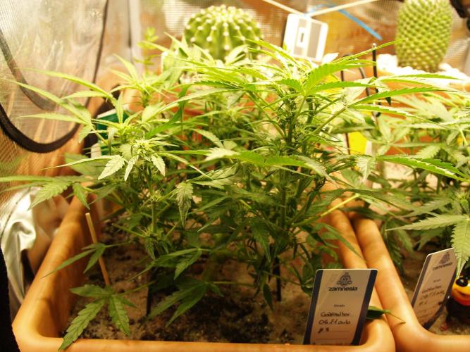 Godfeather OG F1 #3. Week 6 - Tag 43