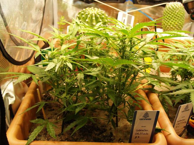 Godfeather OG F1 #3. Week 6 - Tag 43