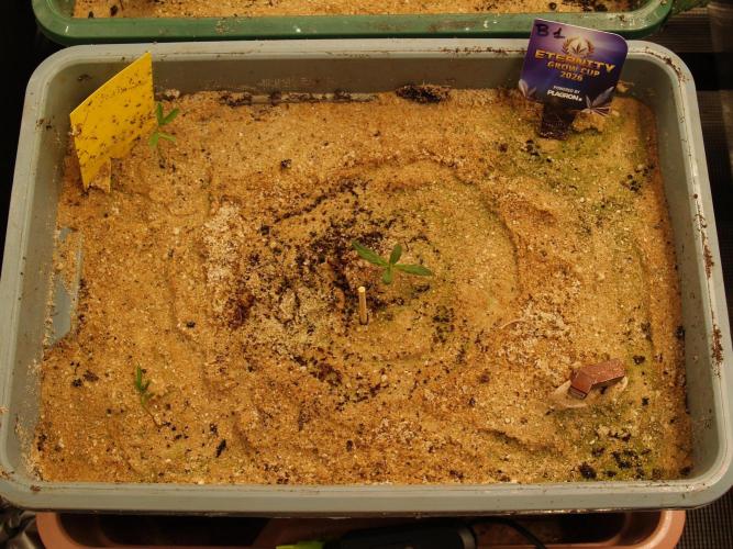 Eternity Cup 2026 Sticky Broccoli Auto. Week 0 - Tag 6 B1