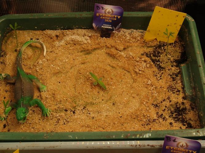 Eternity Cup 2026 Sticky Broccoli Auto. Week 0 - Tag 6 B2