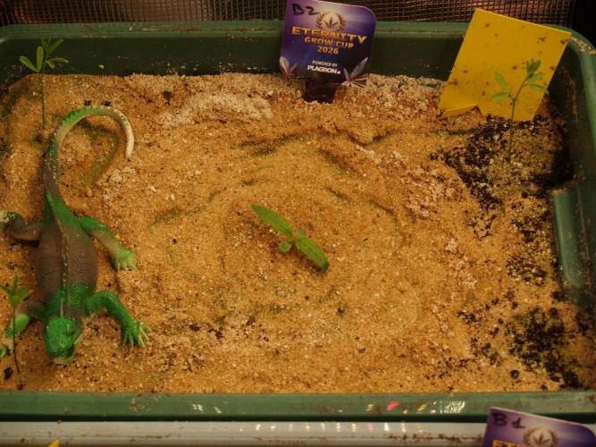 Eternity Cup 2026 Sticky Broccoli Auto. Week 0 - Tag 7 B2