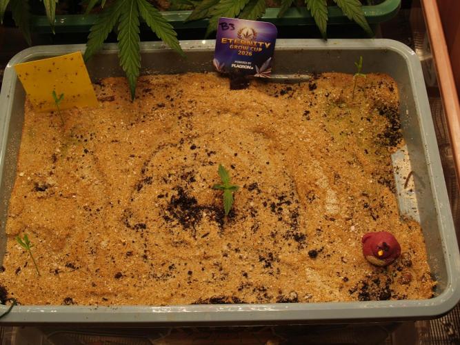 Eternity Cup 2026 Sticky Broccoli Auto. Week 0 - Tag 6 B3