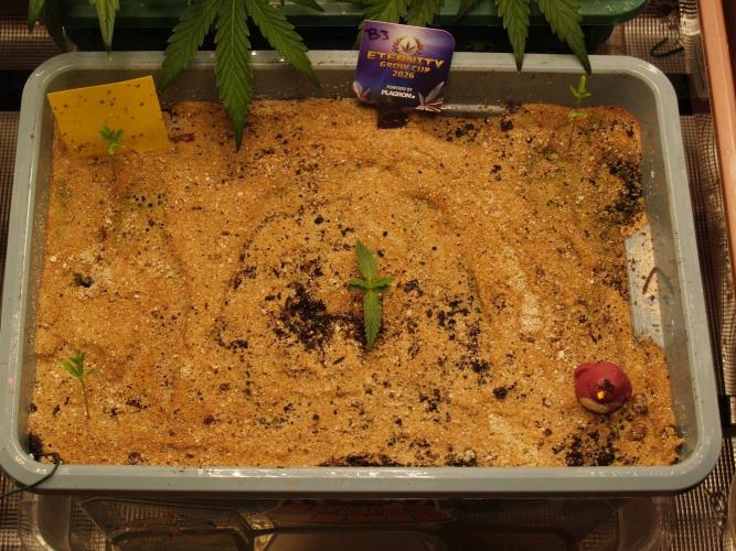 Eternity Cup 2026 Sticky Broccoli Auto. Week 0 - Tag 7 B3