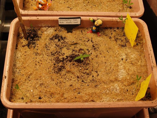 Strawberry Cola Auto Winter Grow 2026. Week 0 - Tag 6