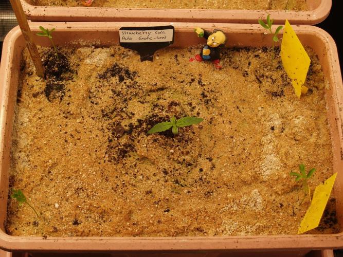 Strawberry Cola Auto Winter Grow 2026. Week 0 - Tag 7