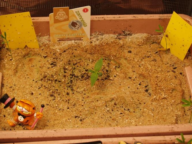 Apple Fritter Auto Winter Grow 2026. Week 0 - Tag 6