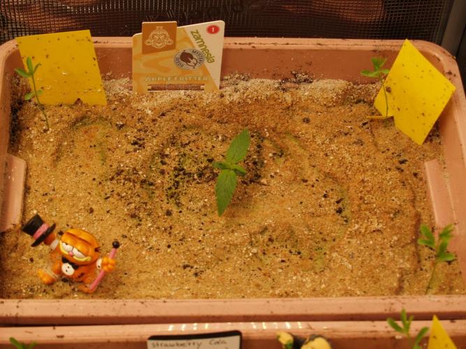 Apple Fritter Auto Winter Grow 2026. Week 0 - Tag 7