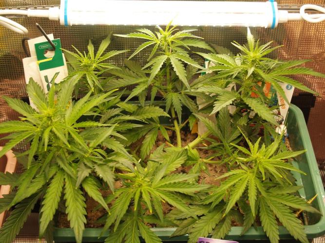 White Truffle Indoor 2025. Week 5 - Tag 38