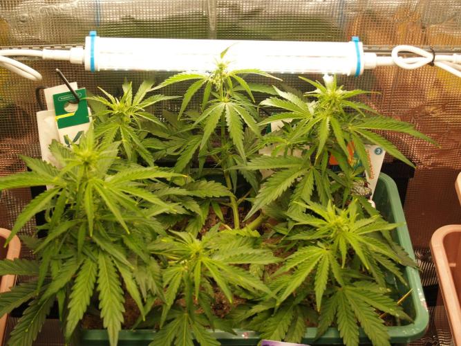 White Truffle Indoor 2025. Week 5 - Tag 39