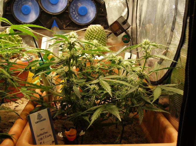 Godfeather OG F1 #1. Week 6 - Tag 45