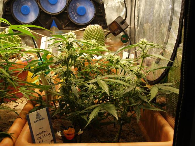 Godfeather OG F1 #1. Week 6 - Tag 45