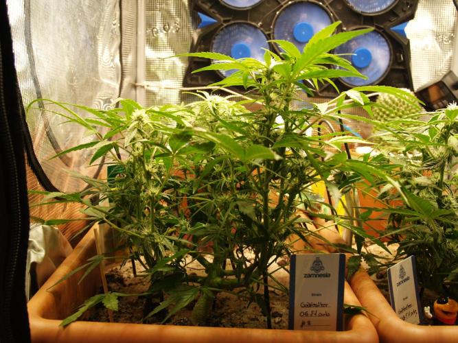 Godfeather OG F1 #3. Week 6 - Tag 46