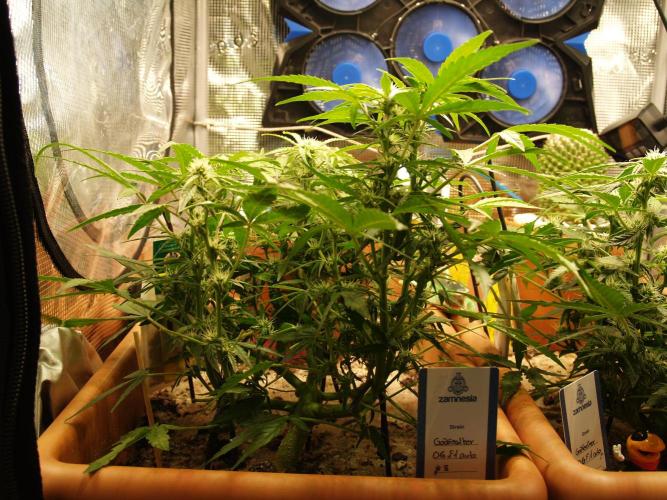 Godfeather OG F1 #3. Week 6 - Tag 46