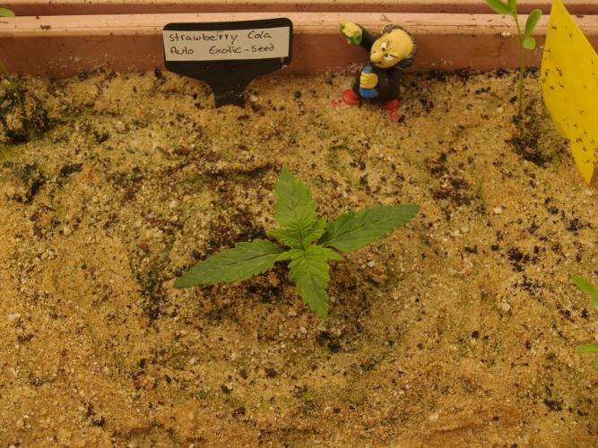 Strawberry Cola Auto Winter Grow 2026. Week 1 - Tag 10