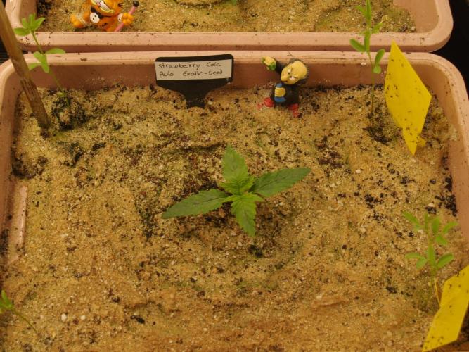 Strawberry Cola Auto Winter Grow 2026. Week 1 - Tag 10