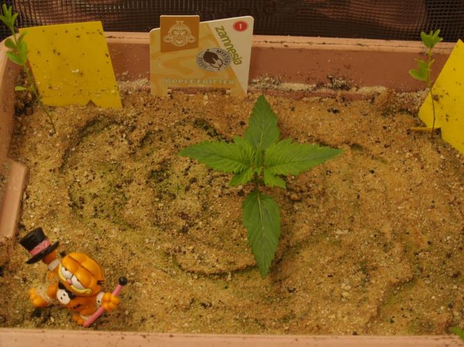 Apple Fritter Auto Winter Grow 2026. Week 1 - Tag 10