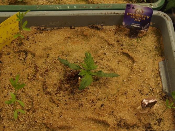 Eternity Cup 2026 Sticky Broccoli Auto. Week 1 - Tag 10 B1