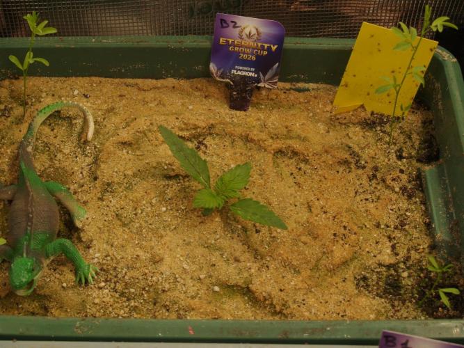 Eternity Cup 2026 Sticky Broccoli Auto. Week 1 - Tag 10 B2