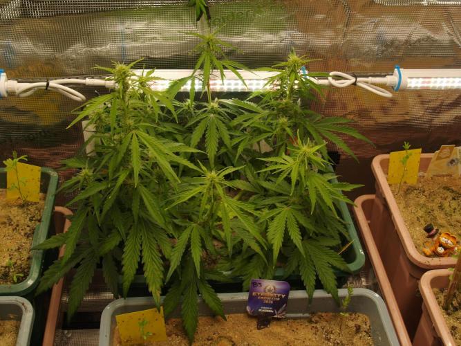 White Truffle Indoor 2025. Week 6 - Tag 44