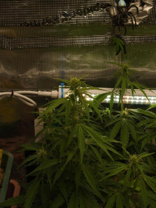 White Truffle Indoor 2025. Week 6 - Tag 44