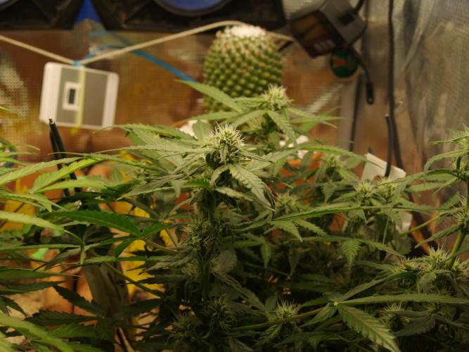 Godfeather OG F1 #1. Week 6 - Tag 48