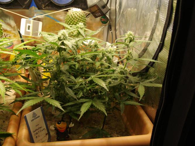 Godfeather OG F1 #1. Week 6 - Tag 48