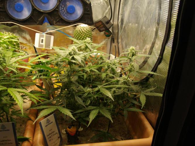 Godfeather OG F1 #1. Week 6 - Tag 48