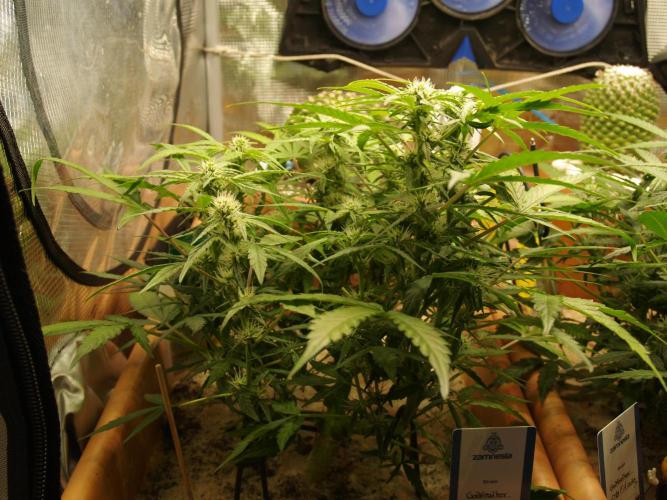 Godfeather OG F1 #3. Week 6 - Tag 49