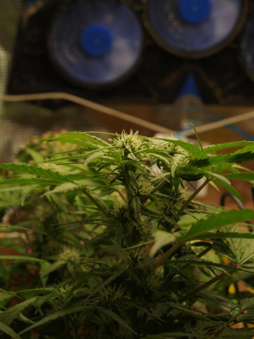 Godfeather OG F1 #3. Week 6 - Tag 49