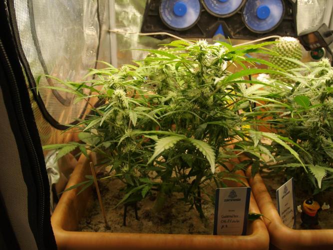 Godfeather OG F1 #3. Week 6 - Tag 49