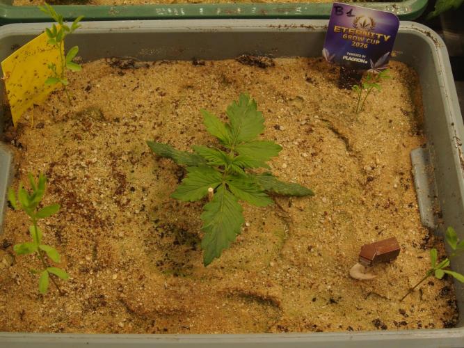 Eternity Cup 2026 Sticky Broccoli Auto. Week 1 - Tag 12 B1