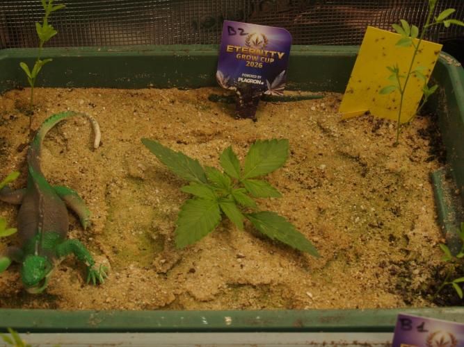 Eternity Cup 2026 Sticky Broccoli Auto. Week 1 - Tag 12 B2