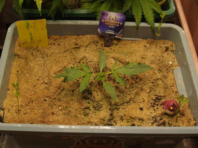 Eternity Cup 2026 Sticky Broccoli Auto. Week 1 - Tag 12 B3 nach dem Toppen