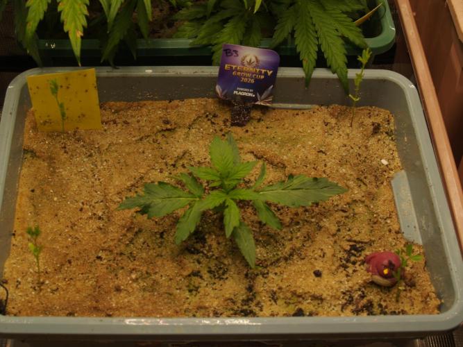 Eternity Cup 2026 Sticky Broccoli Auto. Week 1 - Tag 12 B3 vor dem Toppen