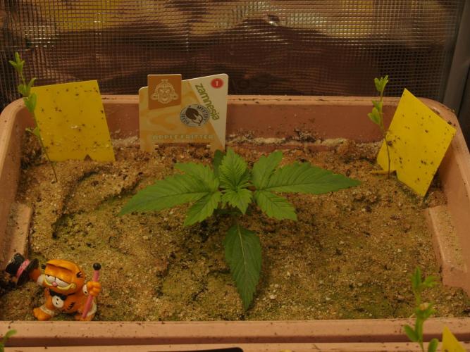 Apple Fritter Auto Winter Grow 2026. Week 1 - Tag 12 vor dem Toppen