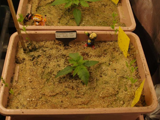 Strawberry Cola Auto Winter Grow 2026. Week 1 - Tag 12