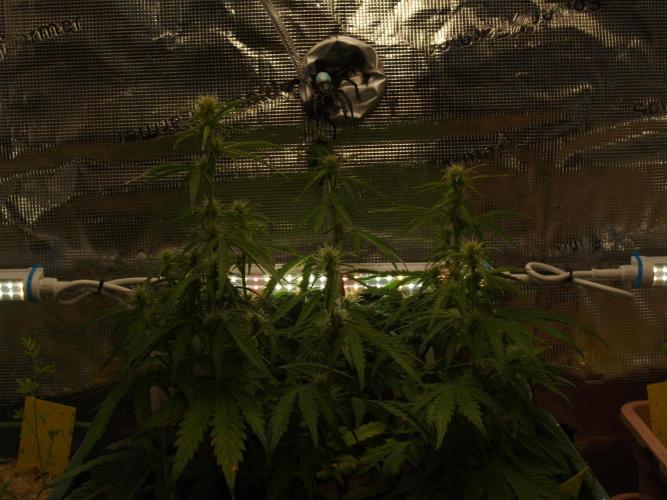 White Truffle Indoor 2025. Week 6 - Tag 44